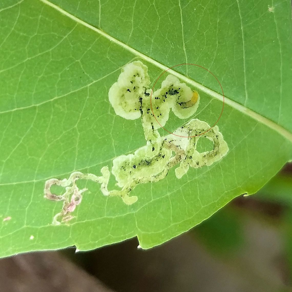 Larva of Phytoliriomyza melampyga (Jewelweed Leafminer) Phytoliriomyza melampyga is a species of fly whose larvae feed on the internal tissues of Jewelweed (Impatiens capensis). The larva's location is circled in red. Geotagged,Impatiens capensis,Leafminer,Phytoliriomyza melampyga,Summer,United States,diptera,fly larva,jewelweed,jewelweed leafminer