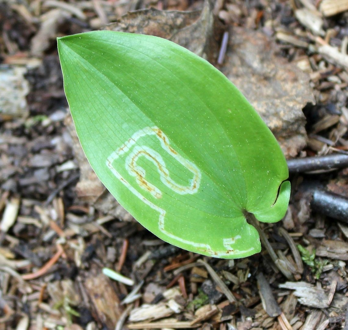 Leaf mine of Liriomyza smilacinae larva Leaf mine of Liriomyza smilacinae larva in the leaf of Canada mayflower (Maianthemum canadense). Liriomyza smilacinae is a species of fly whose larvae mine leaves of Maianthemum species. Canada mayflower,Geotagged,Leafminer,Liriomyza smilacinae,Maianthemum canadense,Summer,United States,diptera,fly,fly larva