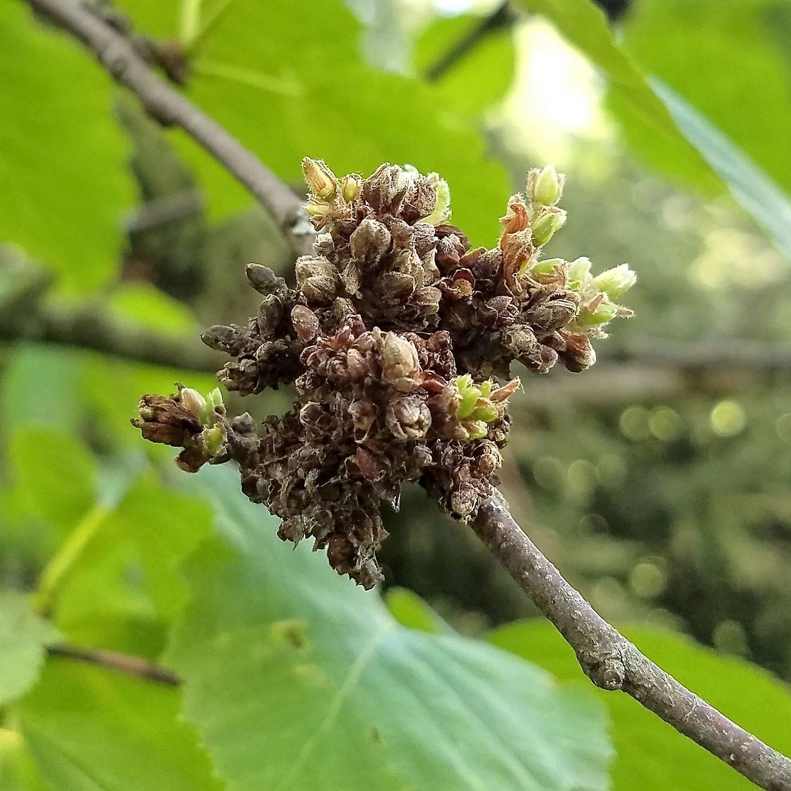 Birch bud gall Birch bud gall caused by a mite in the Eriophyidae. According to the University of Illinois Extension, the mite species is Eriophyces betulae <a href="http://hyg.ipm.illinois.edu/pastpest/200409e.html" rel="nofollow">http://hyg.ipm.illinois.edu/pastpest/200409e.html</a> Eriophyces betulae,Eriophyidae,Geotagged,Summer,United States,betula papyrifera,birch bud gall,gall,mite