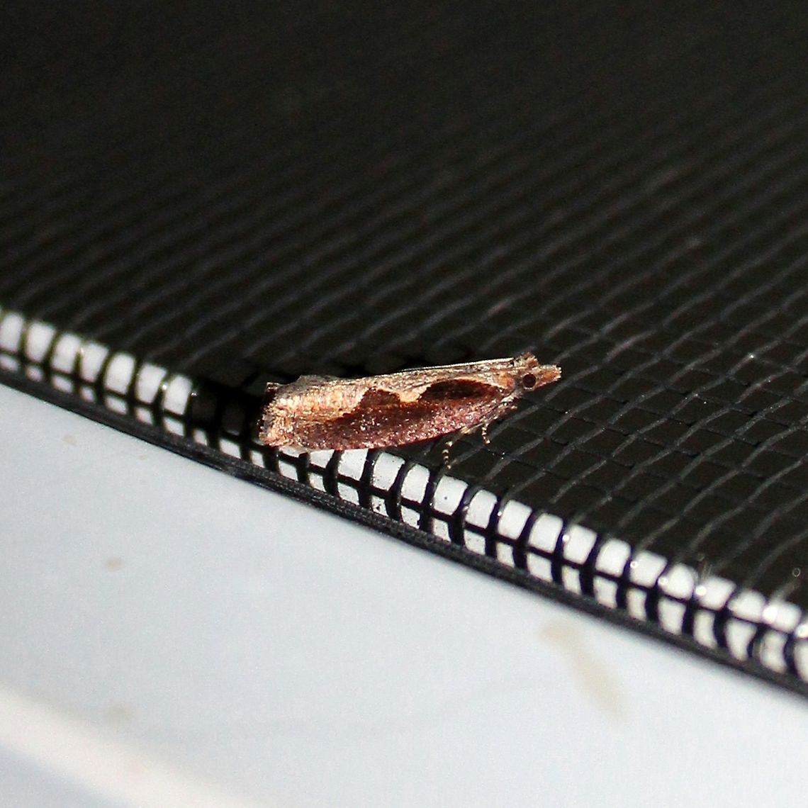 Epinotia lindana MPG and BAMONA have no records of this species in Minnesota. Diamondback Epinotia,Epinotia lindana,Geotagged,Summer,United States,insect,moth