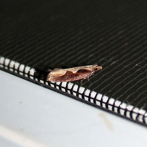 Epinotia lindana MPG and BAMONA have no records of this species in Minnesota. Diamondback Epinotia,Epinotia lindana,Geotagged,Summer,United States,insect,moth