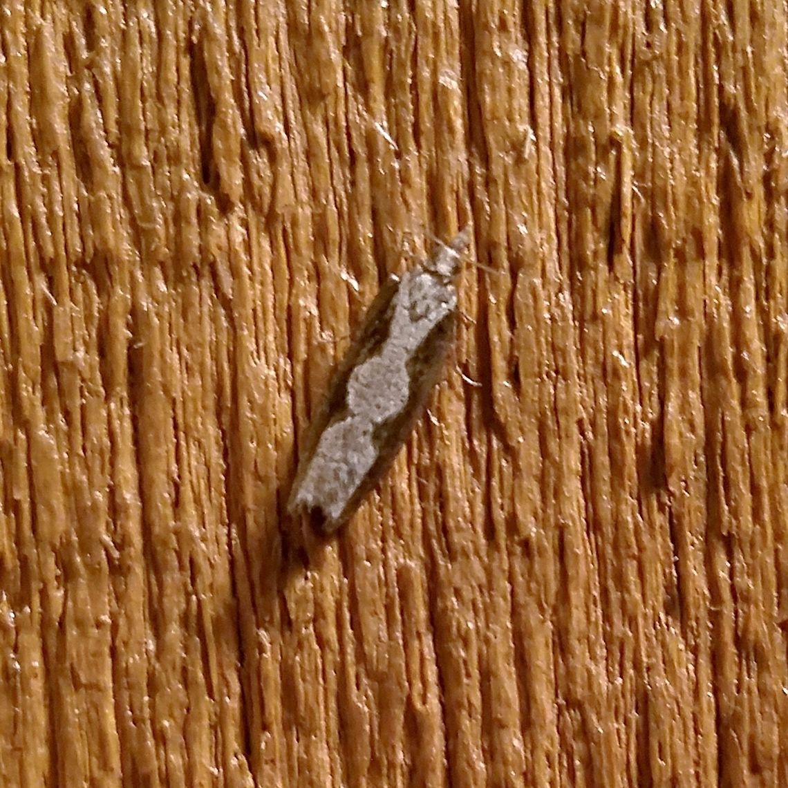 Epinotia lindana MPG and BAMONA have no records of this species in Minnesota. Diamondback Epinotia,Epinotia lindana,Geotagged,Summer,United States,insect,moth