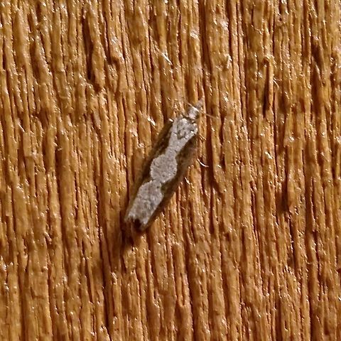 Epinotia lindana MPG and BAMONA have no records of this species in Minnesota. Diamondback Epinotia,Epinotia lindana,Geotagged,Summer,United States,insect,moth