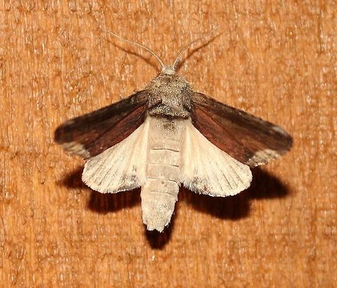 Magusa divaricata This moth migrates from southern to northern states in the US and into Canada each summer. The larvae feed on leaves Buckthorn trees and shrubs in the genus Frangula and Rhamnus. There is one native Rhamnus is the area Rhamnus alnifolia but there is much more Common Buckthorn (Rhamnus cathartica) and Glossy Buckthorn (Frangula alnus) both of which form dense patches in some places. Frangula alnus,Geotagged,Magusa divaricata,Magusa orbifera,Rhamnus cathartica,Summer,United States,buckthorn,insect,moth