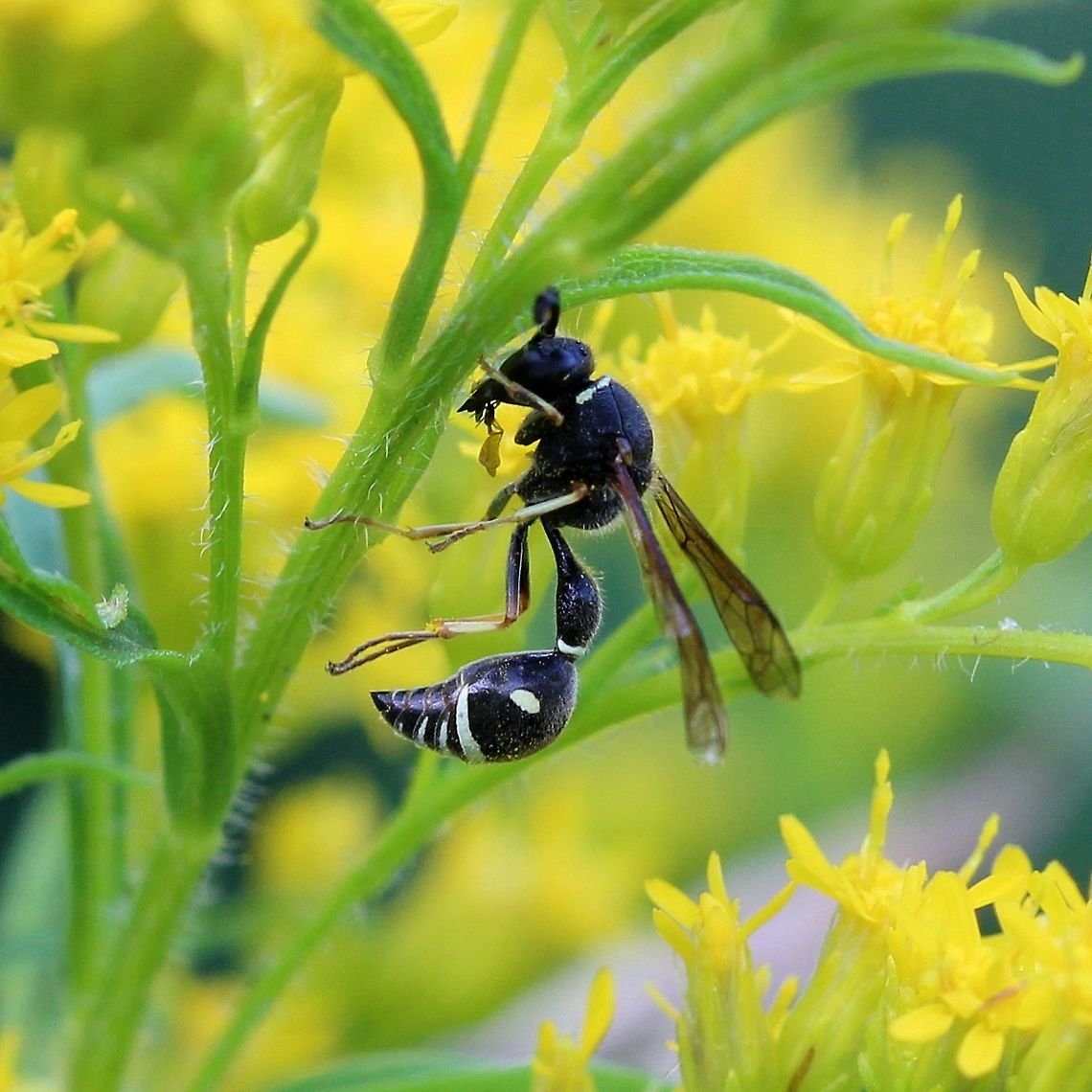 Eumenes fraternus On Goldenrod (Solidago) in an old field. Appears to be eating some flower part. Eumenes fraternus,Eumeninae,Geotagged,Summer,United States,Vespidae,hymenoptera,insect,potter wasp,wasp