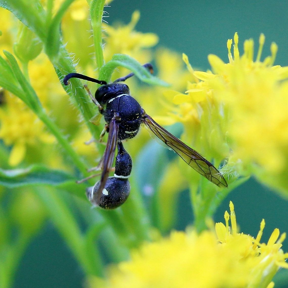Eumenes fraternus  Eumenes fraternus,Eumeninae,Geotagged,Summer,United States,Vespidae,hymenoptera,insect,potter wasp,wasp