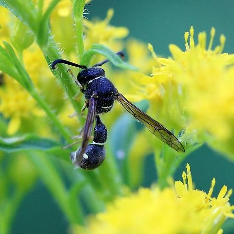 Eumenes fraternus  Eumenes fraternus,Eumeninae,Geotagged,Summer,United States,Vespidae,hymenoptera,insect,potter wasp,wasp