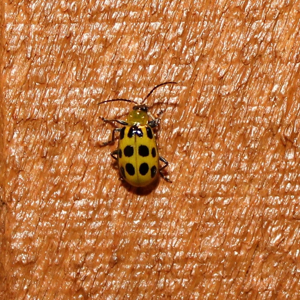Diabrotica undecimpunctata howardi Diabrotica undecimpunctata howardi attracted to an incandescent porch light. This one and others that show up here at night probably feed on the Wild Cucumber (Echinocystis lobata) plants that grow near the house. Diabrotica undecimpunctata,Diabrotica undecimpunctata howardi,Echinocystis lobata,Spotted cucumber beetle,beetle,insect,wild cucumber