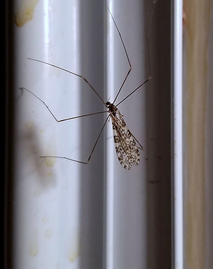 Limonia annulata Attracted to an incandescent porch light. Geotagged,Limonia annulata,Limoniidae,Summer,United States,cranefly,diptera,fly,insect