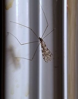 Limonia annulata Attracted to an incandescent porch light. Geotagged,Limonia annulata,Limoniidae,Summer,United States,cranefly,diptera,fly,insect