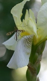 Epiphragma fasciapenne Epiphragma fasciapenne on the flower of a cultivated iris in a garden with thick woody mulch, old logs, shrubs, and a mossy brick wall. Epiphragma fasciapenne,Geotagged,Spring,United States,cranefly,diptera,garden,insect,iris