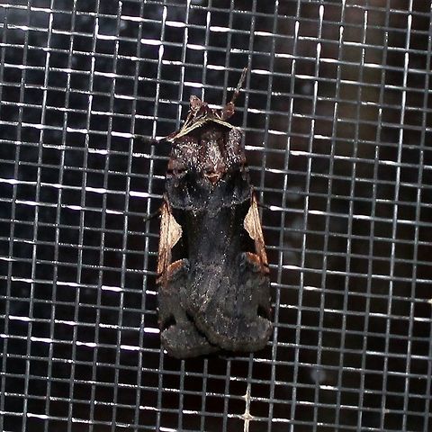 Xestia dolosa or Xestia c-nigrum Both species are nearly identical in coloration and markings. Geotagged,Noctuidae,Summer,United States,Xestia,Xestia c-nigrum,Xestia dolosa,cutworm moths,dart moths,insect,moth,owlet moths