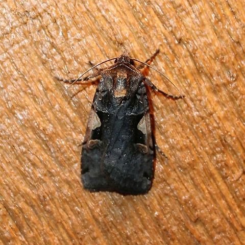 Xestia dolosa or Xestia c-nigrum Both species are nearly identical in coloration and markings. Geotagged,Noctuidae,Summer,United States,Xestia,Xestia c-nigrum,Xestia dolosa,cutworm moths,dart moths,insect,moth,owlet moths
