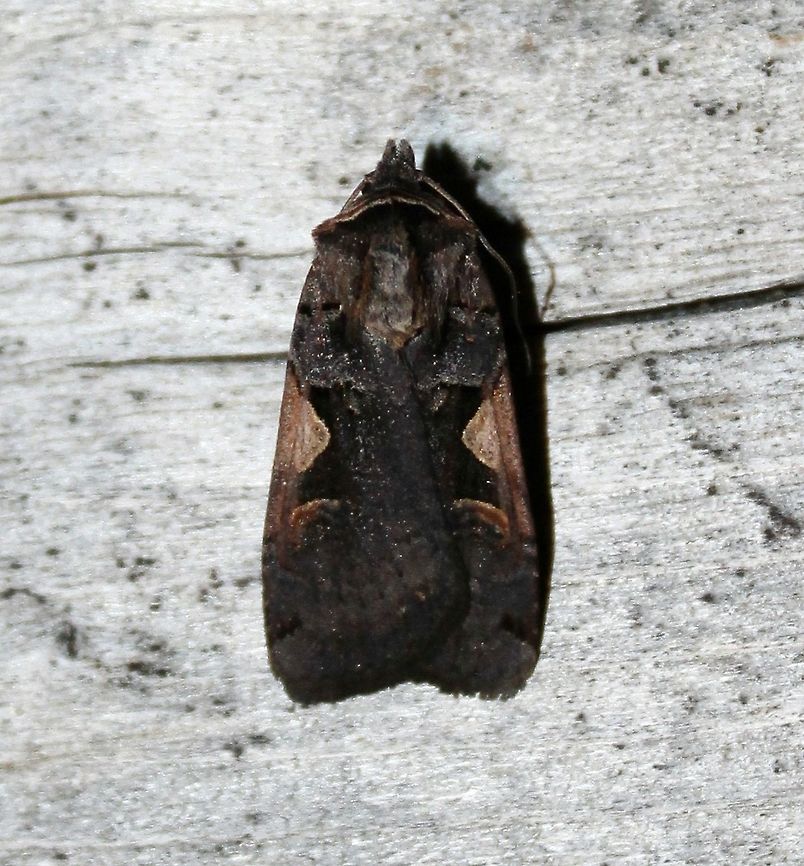 Xestia c-nigrum or Xestia dolosa Both species are nearly identical in coloration and markings. Geotagged,Noctuidae,Spring,United States,Xestia,Xestia c-nigrum,Xestia dolosa,cutworm moths,dart moths,insect,moth,owlet moths