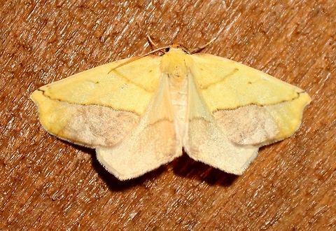 Sicya macularia  Geometridae,Geotagged,Sicya macularia,Summer,United States,insect,moth,yellow moth