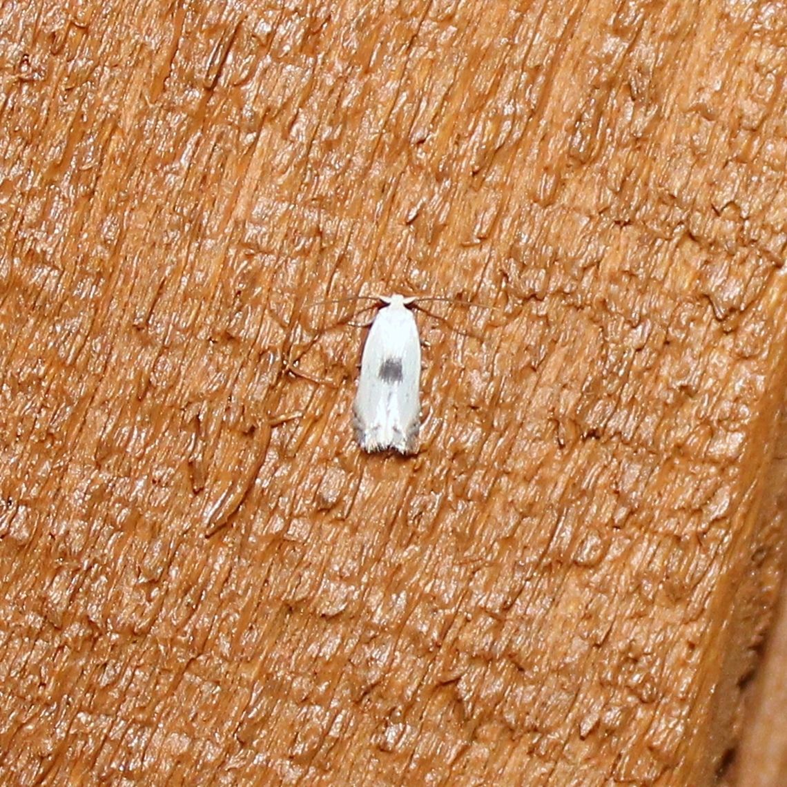 Pseudopostega cretea  Geotagged,Opostegidae,Pseudopostega cretea,Summer,United States,insect,lepidopera,micromoth,moth