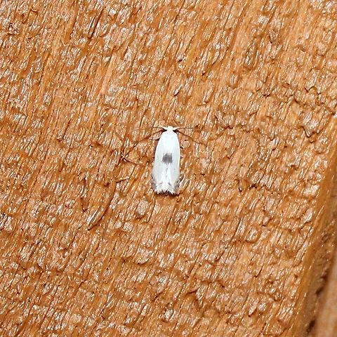 Pseudopostega cretea  Geotagged,Opostegidae,Pseudopostega cretea,Summer,United States,insect,lepidopera,micromoth,moth