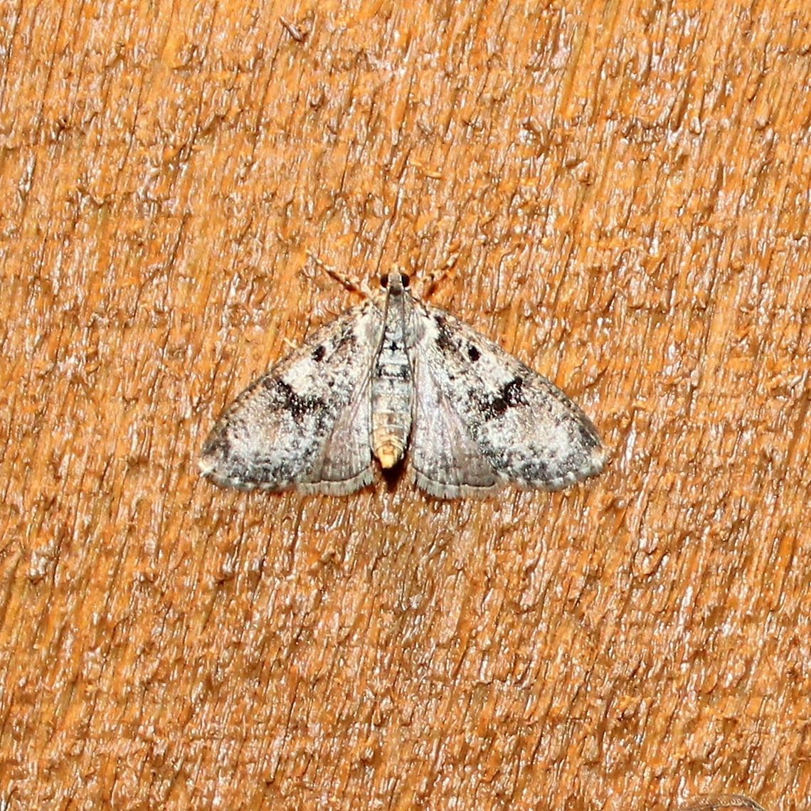 Palpita magniferalis  Crambidae,Geotagged,Palpita magniferalis,Splendid palpita snout moth,Spring,United States,insect,moth