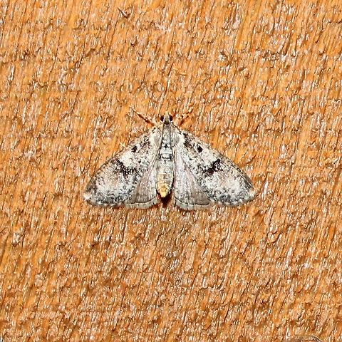 Palpita magniferalis  Crambidae,Geotagged,Palpita magniferalis,Splendid palpita snout moth,Spring,United States,insect,moth