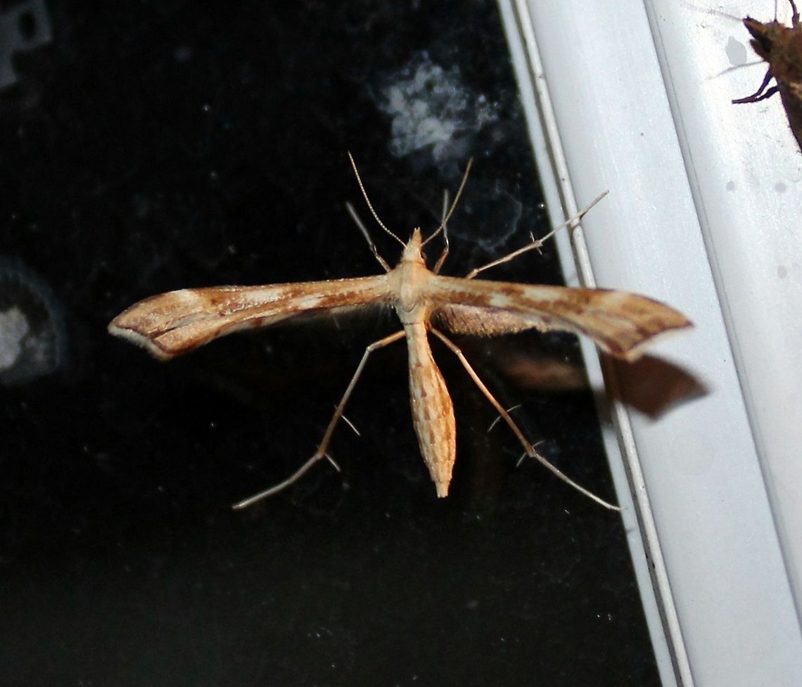 Gillmeria pallidactyla Gillmeria pallidactyla attracted to an incandescent porch light. The larvae feed on Yarrow (Achillea). Geotagged,Gillmeria pallidactyla,Pterophoridae,Summer,United States,Yarrow Plume Moth,insect,lepidoptera,moth,plume moth