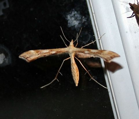 Gillmeria pallidactyla Gillmeria pallidactyla attracted to an incandescent porch light. The larvae feed on Yarrow (Achillea). Geotagged,Gillmeria pallidactyla,Pterophoridae,Summer,United States,Yarrow Plume Moth,insect,lepidoptera,moth,plume moth