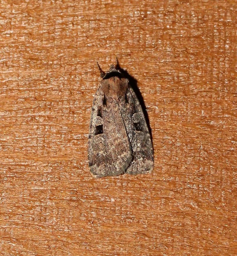 Eueretagrotis perattentus My first thought about this moth was that it was a species of Xestia but is Eueretagrotis perattentus a relative in the same family, Noctuidae. Eueretagrotis,Eueretagrotis perattentus,Geotagged,Noctuidae,Summer,United States,Xestia,insect,moth