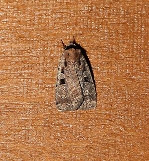 Eueretagrotis perattentus My first thought about this moth was that it was a species of Xestia but is Eueretagrotis perattentus a relative in the same family, Noctuidae. Eueretagrotis,Eueretagrotis perattentus,Geotagged,Noctuidae,Summer,United States,Xestia,insect,moth