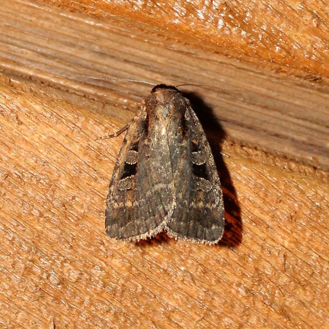 Eueretagrotis perattentus My first thought about this moth was that it was a species of Xestia but it is Eueretagrotis perattentus a relative in the same family, Noctuidae. Eueretagrotis,Eueretagrotis perattentus,Geotagged,Noctuidae,Summer,United States,Xestia,insect,moth