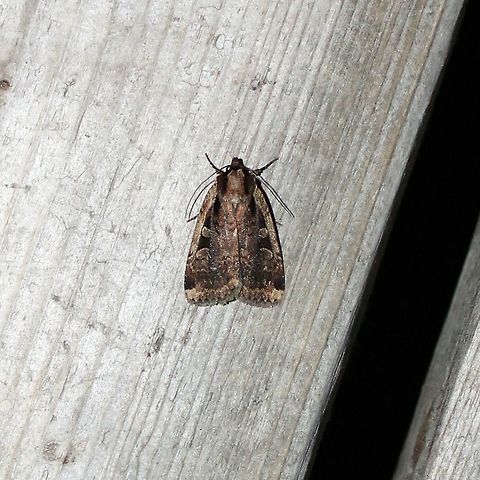 Eueretagrotis sigmoides Another moth that for a while I thought might be Xestia or Feltia. It is similar to Eueretagrotis perattentus but differs by the +/- rectangular black mark near the edge of the lower quarter of the forewing and broad costa with no marks for at least two-thirds of its length (there are usually some small black marks in Eueretagrotis perattentus). Eueretagrotis,Eueretagrotis perattentus,Eueretagrotis sigmoides,Feltia,Geotagged,Noctuidae,Summer,United States,Xestia,insect,moth