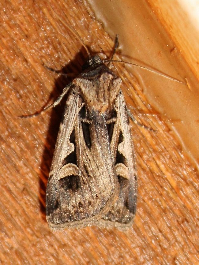 Feltia subgothica One of the cutworm moths attracted to an incandescent porch light. Feltia subgothica,Geotagged,Noctuidae,Summer,United States,cutworm moth,insect,moth