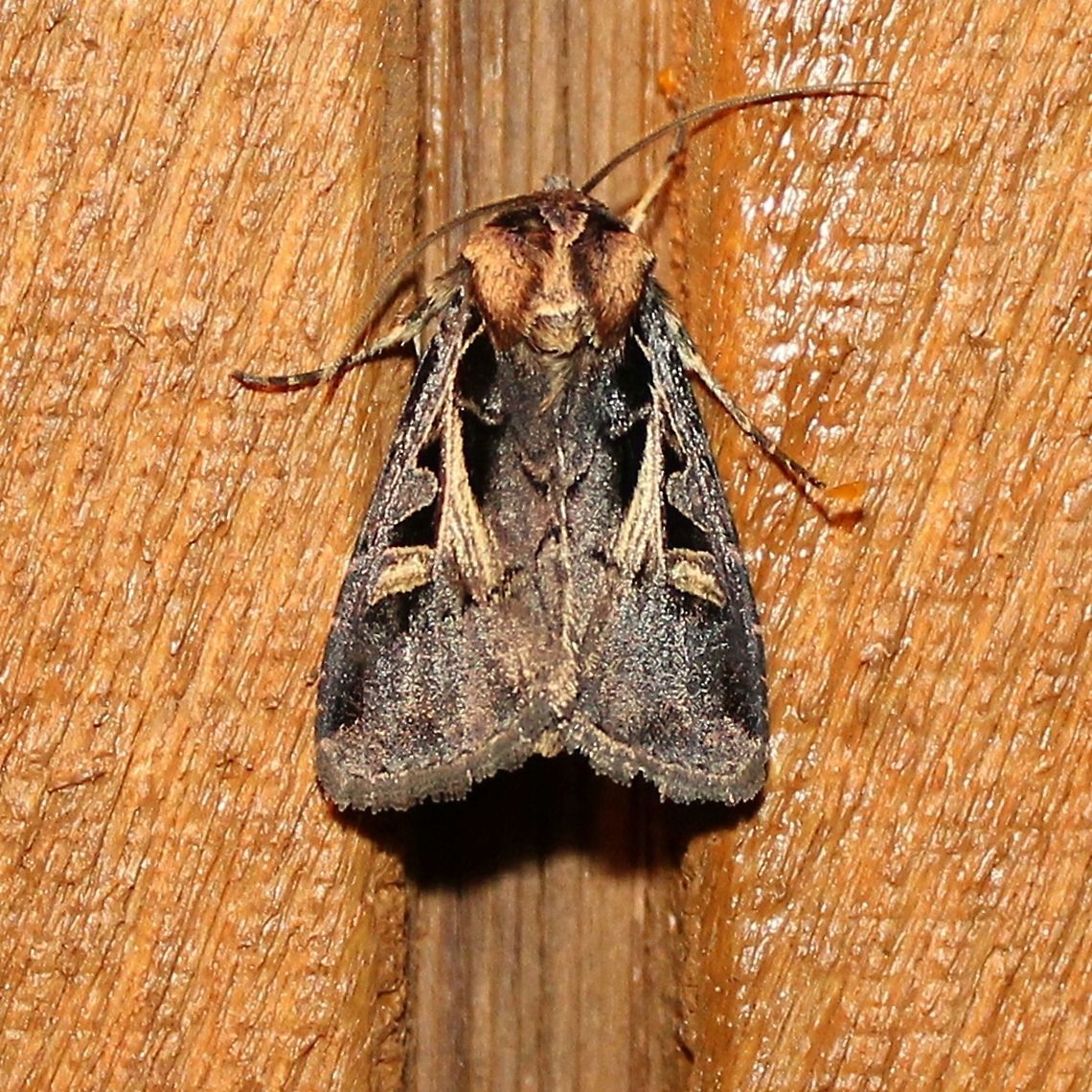 Feltia herilis One of the cutworm moths attracted to an incandescent porch light. Feltia herilis,Geotagged,Master's Dart,Noctuidae,Summer,United States,cutworm moth,insect,moth