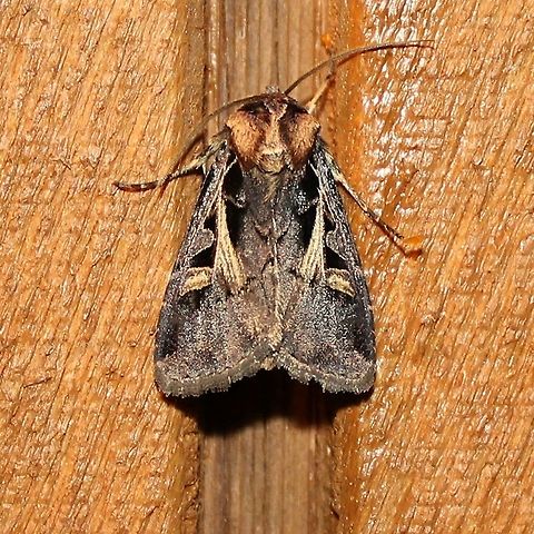 Feltia herilis One of the cutworm moths attracted to an incandescent porch light. Feltia herilis,Geotagged,Master's Dart,Noctuidae,Summer,United States,cutworm moth,insect,moth
