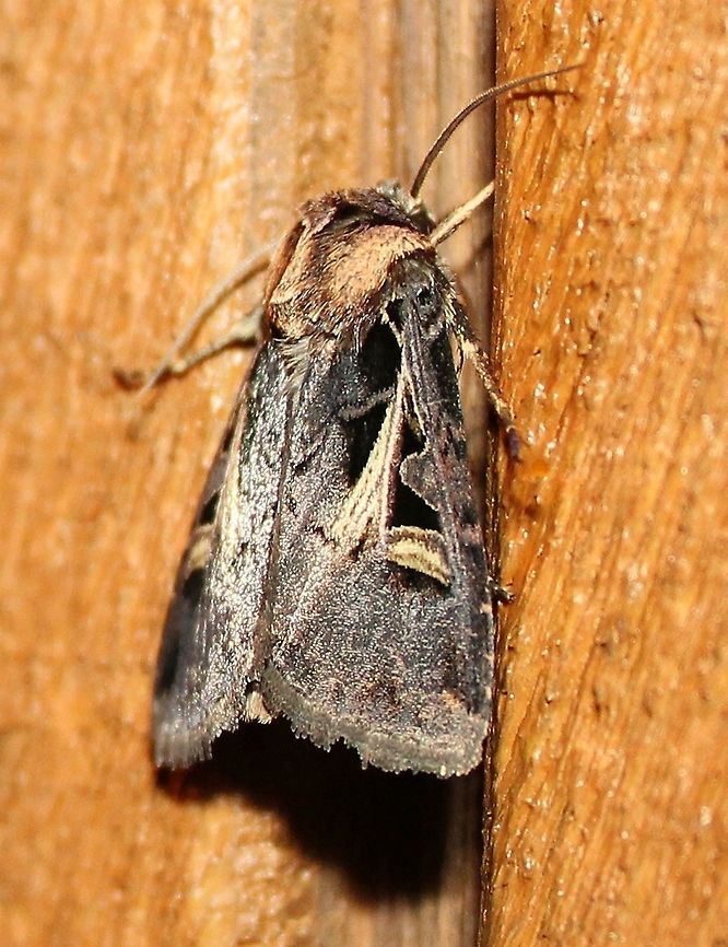 Feltia herilis One of the cutworm moths attracted to an incandescent porch light. Feltia herilis,Geotagged,Master's Dart,Noctuidae,Summer,United States,cutworm moth,insect,moth
