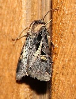 Feltia herilis One of the cutworm moths attracted to an incandescent porch light. Feltia herilis,Geotagged,Master's Dart,Noctuidae,Summer,United States,cutworm moth,insect,moth