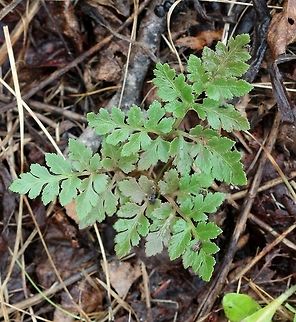 Sceptridium rugulosum Growing in an old field slowly being encroached upon by trees. Botrychium,Botrychium rugulosum,Geotagged,Rugulose Grapefern,Sceptridium,Sceptridium rugulosum,Spring,United States,fern,grapeferns