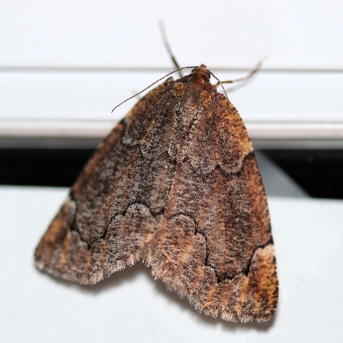 Spodolepis substriataria Attracted to an incandescent porch light. Temperature 50 degrees F, light rain.<br />
<br />
According to Bug Guide, this is "the only species in this genus in North America and the world" although they also include Spodolepis danbyi (this is sometimes treated as a subspecies Spodolepis substriataria danbyi).<br />
 Geotagged,Spodolepis,Spodolepis danbyi,Spodolepis substriataria,Spodolepis substriataria danbyi,Spring,United States,early spring moth,geometridae,insect,moth