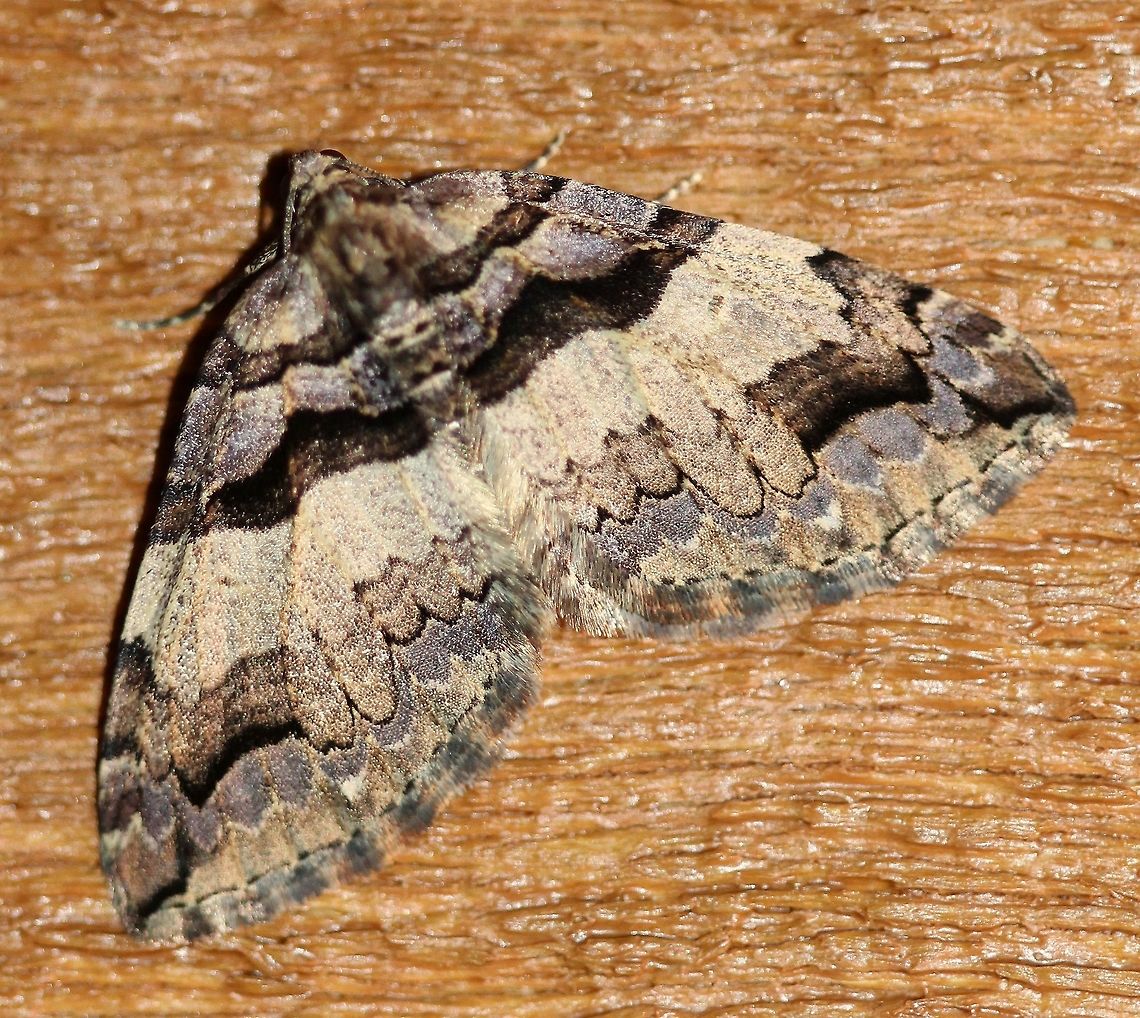 Anticlea vasiliata Attracted to an incandescent porch light. Temperature 50 degrees F, light rain. Anticlea vasiliata,Geotagged,Spring,United States,Variable carpet moth,carpet moth,early spring moth,geometridae,insect,moth