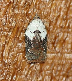 Acleris sp. This might be either Acleris variegana or Acleris fragariana. Both have pattern variations like this. Acleris,Acleris fragariana,Acleris variegana,Geotagged,Spring,United States,early spring moth,insect,moth