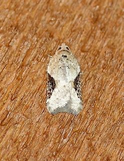 Acleris sp. Possibly  Acleris subnivana, Acleris forbesana (I'm leaning towards this one), or Acleris implexana.

Very similar to these unidentified specimens at Bug Guide:

https://bugguide.net/node/view/1508918/bgimage
https://bugguide.net/node/view/1492221/bgimage

And this one which has been identified as Acleris forbesana:
https://bugguide.net/node/view/1058883 Acleris,Acleris forbesana,Acleris implexana,Acleris subnivana,Geotagged,Spring,Tortricidae,United States,early spring moth,insect,moth