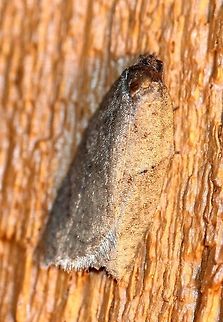 Acleris? Looks similar to these unidentified specimens at Bug Guide:

https://bugguide.net/node/view/1033295/bgimage
https://bugguide.net/node/view/1344201/bgimage
https://bugguide.net/node/view/1649510/bgimage Acleris,Geotagged,Spring,United States,early spring moth,insect,moth