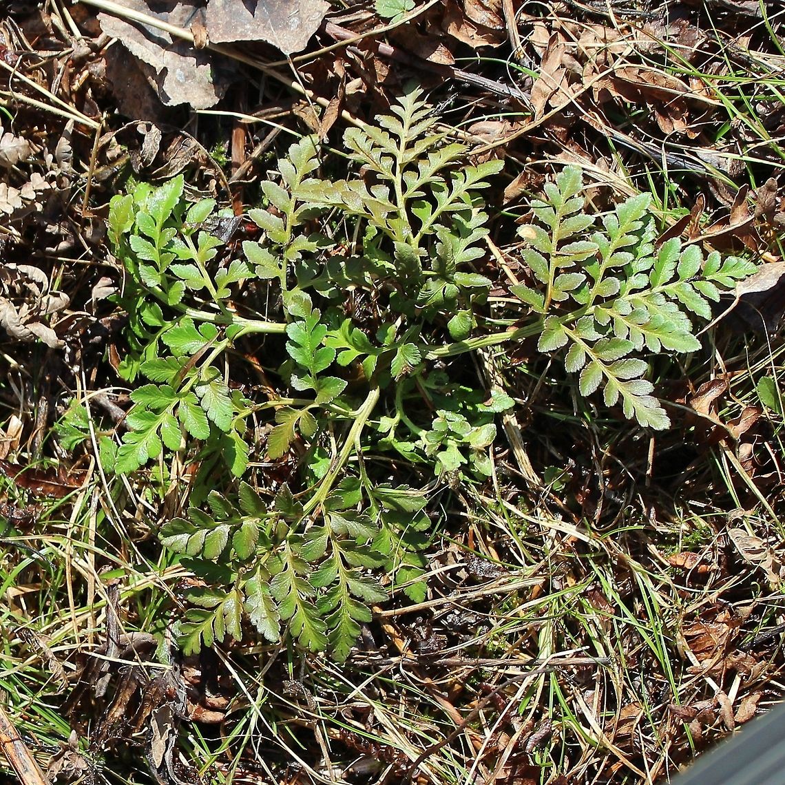 Sceptridium multifidum (Leathery Grapefern) This large Leathery Grapefern is about 40 years old. I first saw it in 1992 and it was a large plant even then. Botyrchium multifidum,Geotagged,Leathery Grapefern,Sceptridium multifidum,Spring,United States,botrychium,fern,grapeferns