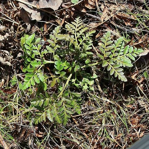 Sceptridium multifidum (Leathery Grapefern) This large Leathery Grapefern is about 40 years old. I first saw it in 1992 and it was a large plant even then. Botyrchium multifidum,Geotagged,Leathery Grapefern,Sceptridium multifidum,Spring,United States,botrychium,fern,grapeferns