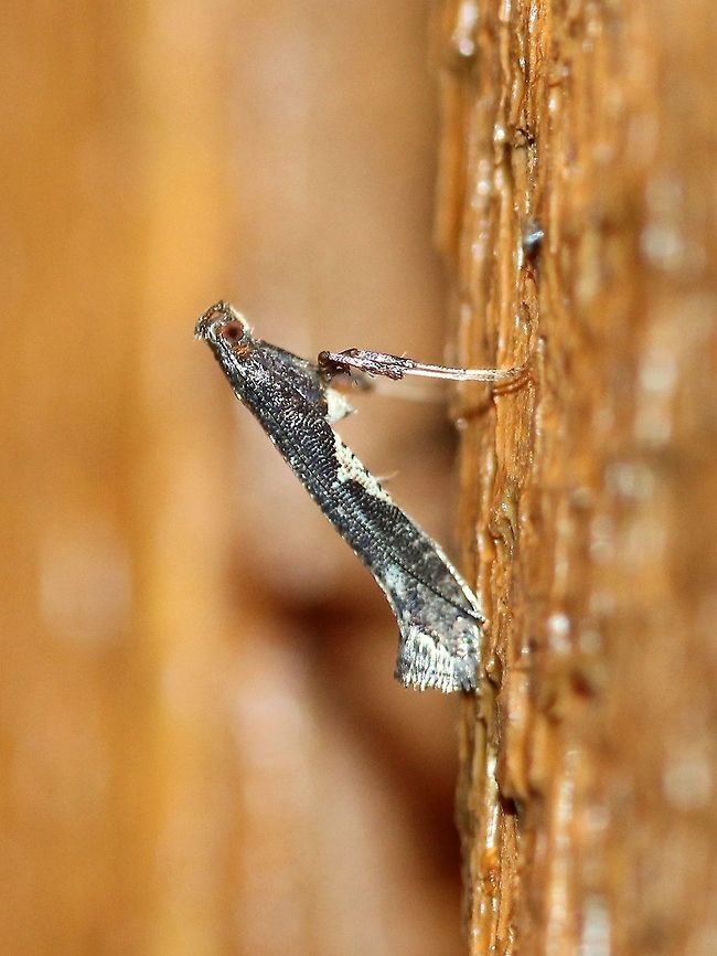 Caloptilia stigmatella Attracted to an incandescent porch light. Caloptilia,Caloptilia stigmatella,Geotagged,Leafminer,Spring,United States,insect,micromoth,moth