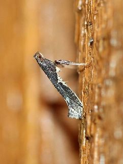Caloptilia stigmatella Attracted to an incandescent porch light. Caloptilia,Caloptilia stigmatella,Geotagged,Leafminer,Spring,United States,insect,micromoth,moth