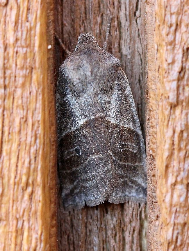 Eupsilia devia One of a handful of occurrences for this species in MN. Eupsilia devia,Geotagged,Spring,United States,insect,lost sallow moth,moth