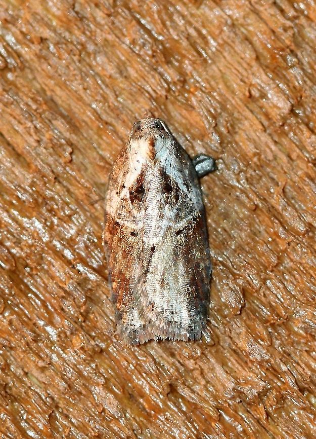 Acleris robinsoniana This might be Acleris robinsoniana. Some photos at MPG and Bug Guide look similar. <br />
<a href="http://mothphotographersgroup.msstate.edu/species.php?hodges=3536" rel="nofollow">http://mothphotographersgroup.msstate.edu/species.php?hodges=3536</a>  <br />
<a href="https://bugguide.net/node/view/70373/bgimage" rel="nofollow">https://bugguide.net/node/view/70373/bgimage</a> Acleris robinsoniana,Geotagged,Spring,United States,insect,moth
