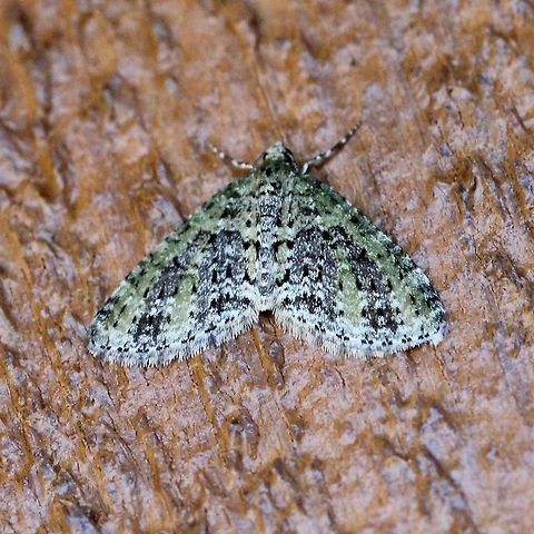Acasis viridata The larval host plant of this species is Possumhaw (Viburnum nudum). The larvae feed on the flowerheads. Viburnum nudum does not occur in Minnesota although I suppose cultivars are planted in the southern part of the state. I suspect this moth also uses other dark fruit species of Viburnum such as V. lentago. Acasis viridata,Geotagged,Spring,United States,insect,moth