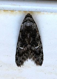 Bondia crescentella Length is about 6.5 mm. It was at the top of my screen door and much higher than my tripod. To get the picture I stood on a step ladder and kept snapping pictures until one looked reasonable.

https://bugguide.net/node/view/386497
https://bugguide.net/node/view/1380980/bgimage Bondia crescentella,Geotagged,Lepidoptera,Spring,United States,insect,micromoth,moth