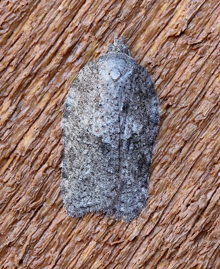 An Acleris species  Acleris,Geotagged,Spring,United States,insect,moth