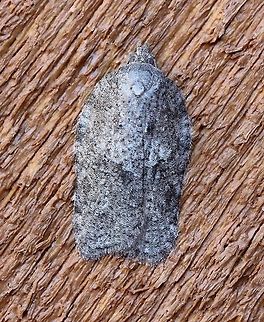 An Acleris species  Acleris,Geotagged,Spring,United States,insect,moth